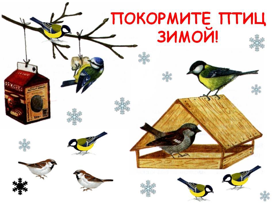 Акция &amp;quot;Покорми птиц зимой&amp;quot;.